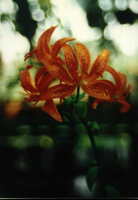 Foto: Norgart Martschinke